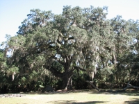Oak at Bulow Plantation